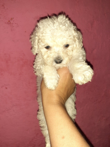 Imagen 7 de 7 de Caniche Toy