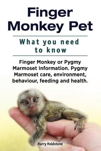 Dedo Mono Mascota Lo Que Necesitas Saber Dedo Mono O Pigmeo 
