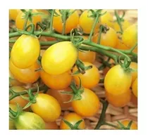 Comprar Tomate Cherry Amarillo F1 Super Productivos (semillas)