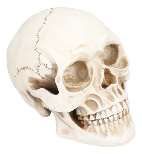 Adorno Decorativo De Resina Con Modelo De Calavera De Animal