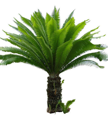 Dioon Spinolosum 2pz Con Envio (planta Chica)