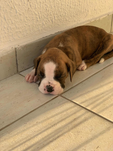 Imagem 4 de 5 de Filhotes De Boxer