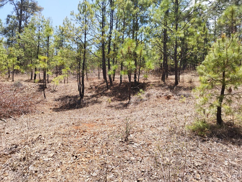 Terreno Rustico Una Hectárea Totalmente Arbolado 