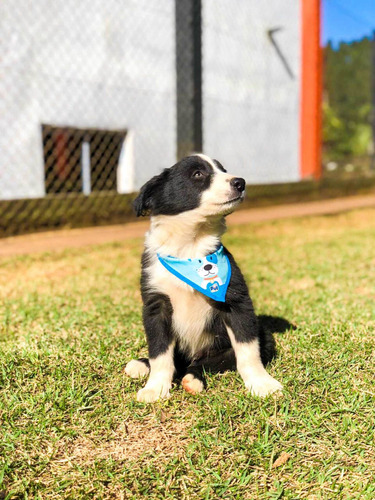 Imagem 2 de 4 de Vende-se Filhotes Border Collie