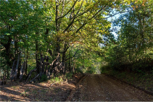 Predio Forestal En Venta 52 Ha. - Mantahue Gorbea