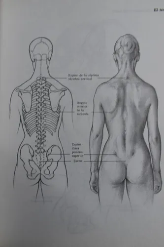Dibujo Anatómico De La Figura Humana Louise Gordon C201 (Usado)