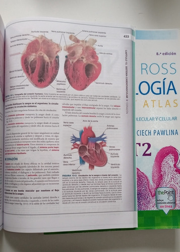 Histología Ross 8va