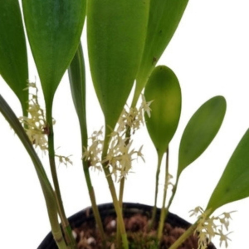 Linda Mini Orquídea Octomeria Obovata Planta Clima Quente 