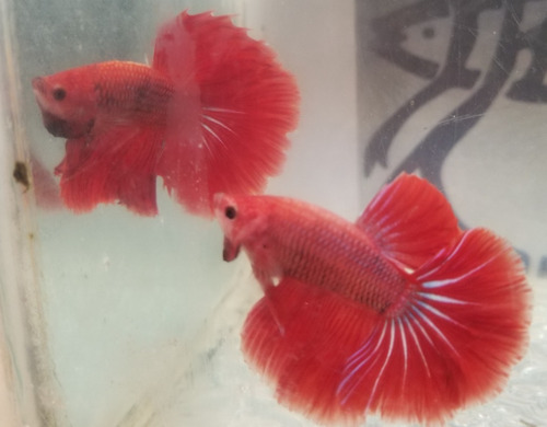 Pez Betta (piura) Efrafish
