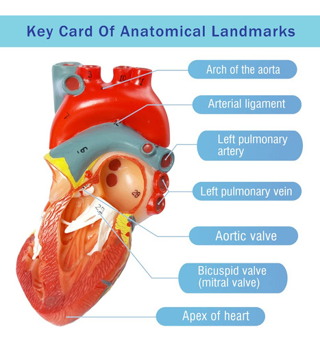 Evotech Scientific Modelo De Corazón Humano Para Anatomía, M