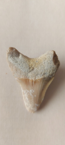 Diente Fósil De Tiburón Shark Tooth (Usado)