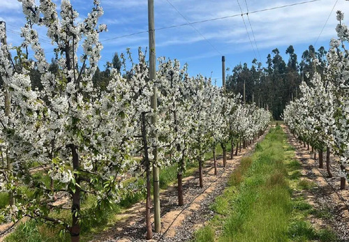 Venta De Campo Agrícola En Lolol Id 85.519-cam