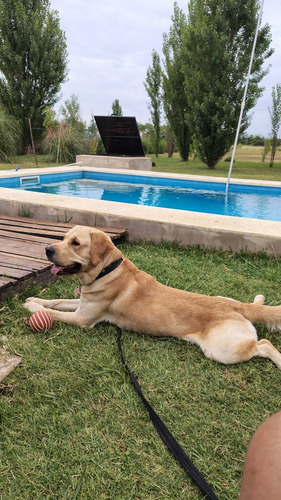 Buscamos Novia Labradora Para Perro Labrador Americano