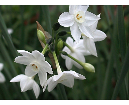 Imagen 2 de 2 de Narcissus Papyraceus(narciso Blanco)