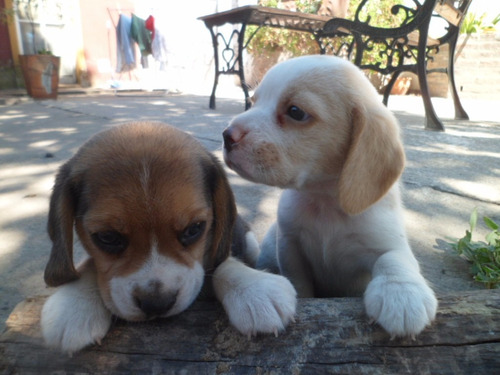 Cachorros Beagle  Tricolor 13' Con Fca Espectaculares