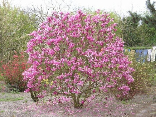 Magnolia Rosa Arbol - Variedad Liliflora Planta Exotica | MercadoLibre