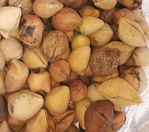 Semilla De Ayoyote Codo De Fraile 5 Kg
