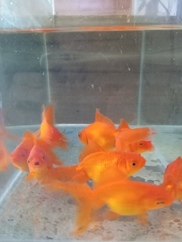 Carassius Golfish 10 Cm Peces Agua Fria Acuario Estanques
