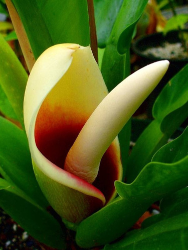 Imagem 10 de 10 de Muda De Pacová-philodendron Martianum Lindas Para Interiores