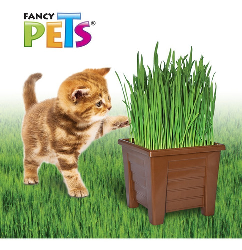 Imagen 5 de 6 de Juguetes Para Gatos Pasto Natural Par Rascar Jugar Estimular