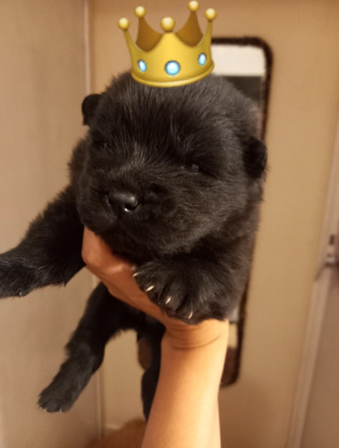 Imagen 3 de 5 de Cachorros Chow Chow