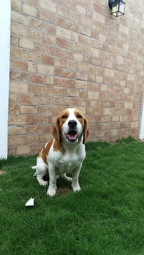 Beagle Bicolor Cachorros
