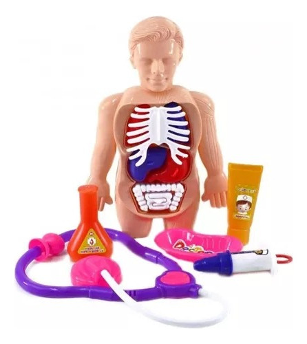 Juguete Didáctico Modelo Anatómico Del Cuerpo Humano Niños