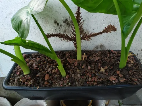 Planta Alocasia - Oreja Elefante Para Regalar