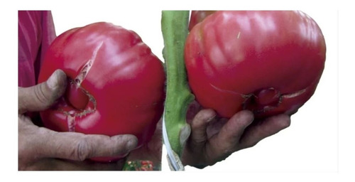 Semillas Tomate Rosado Orgánico Prosperidad