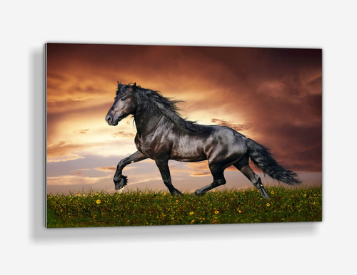 Cuadro De Aluminio Caballo Negro Al Atardecer 60x90cm