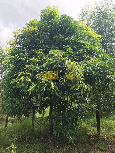 Imagem 6 de 18 de Terreno - Jardim Aracy - Te-1614