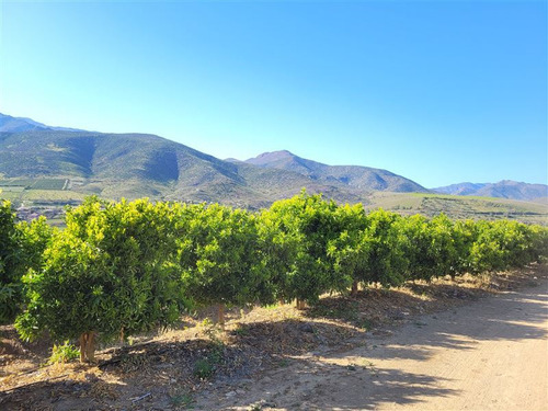 Imagen 8 de 15 de Agrícola En Venta En Monte Patria
