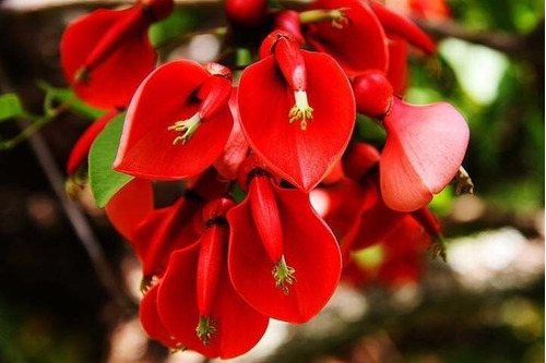 Ceibo, Árbol Del Coral, Flor De Coral, T20/25cm 65lts 