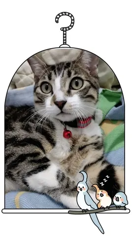 Collares Para Gatos Michis