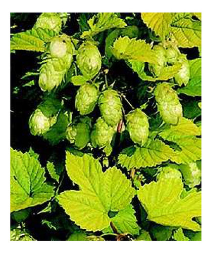 9 Semillas De Lupulo - Humulus Lupulus Codigo 325