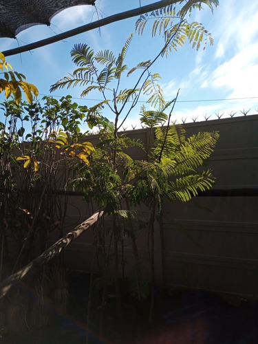 Imagen 1 de 10 de Árbol Ibirá Pita - Excelente - Envíos Caba Y Gba