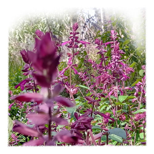 Salvias Love And Wish, 10 Plantas