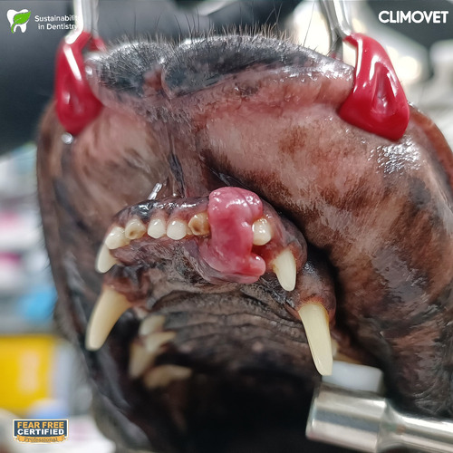 Servicio De Odontología Veterinaria