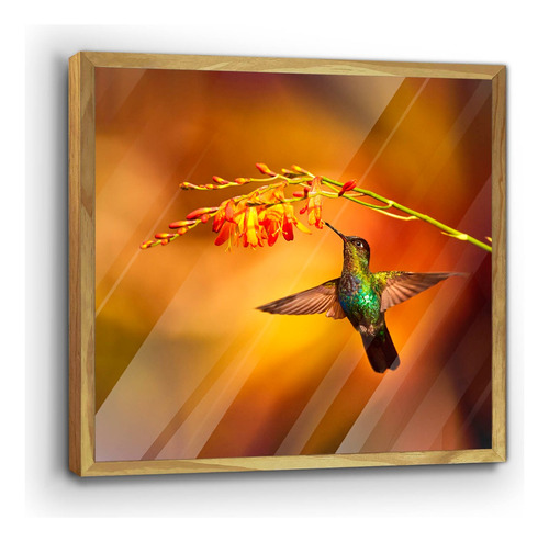 Cuadro De Madera Con Poster Colibri Naranja 50x50cm