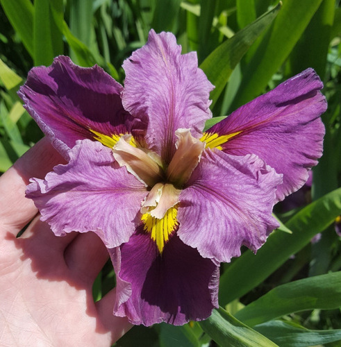 Iris Louisiana 'belleviews Mitchelle'
