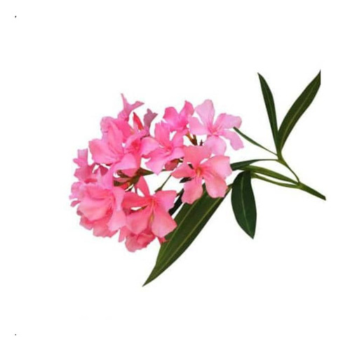 Laurel De Flor Fucsia Adelfa Arbusto Ornamental