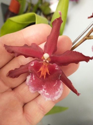 Orquidea Wilsonara Salsa Ashley | MercadoLibre