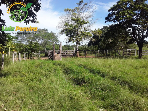 Imagem 14 de 15 de Fazenda Á Venda Em Dois Irmãos - To - 760 Hectares (dupla Aptidão) - 2086