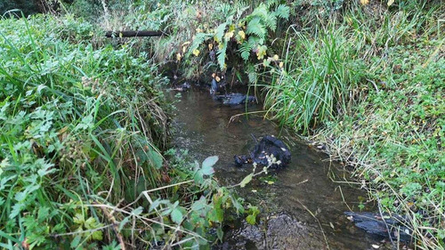 Campo En Venta Inversionista Pitrufquen (104143)