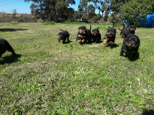 Rottweiler Cachorros  Pedigree        Próximos Nacimientos 