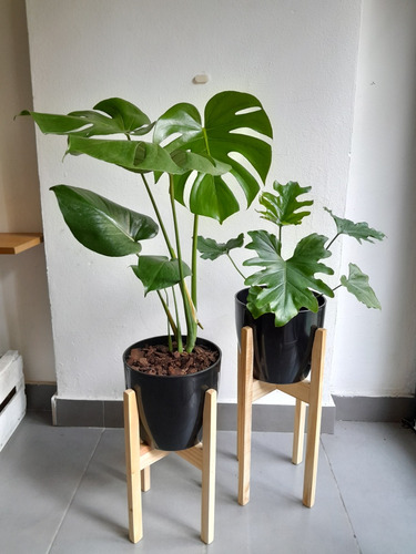 Combo Monstera + Philodendron Wambe + Maceta + Pie Nórdico