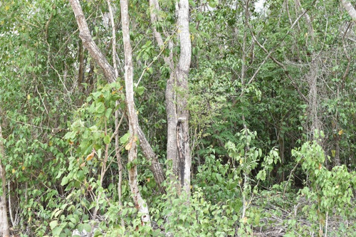 Imagen 5 de 10 de En Venta Terreno En Cancún, Colonia Doctores C2991