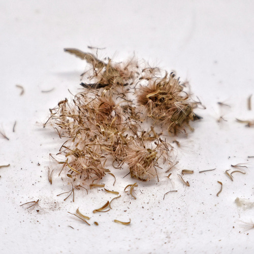 0.5 G Semillas De Carqueja (baccharis Genistelloides)