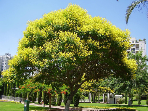 Semillas De Ibira Pita - Arbol De Artigas