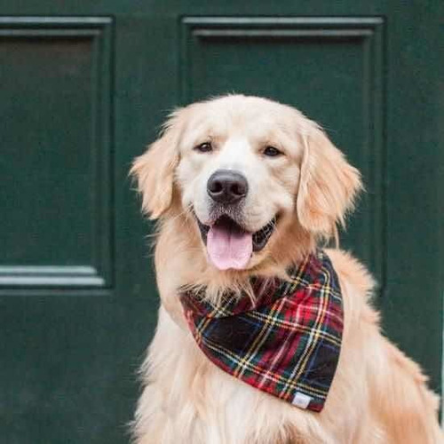 Bandana / Paliacate Mascota